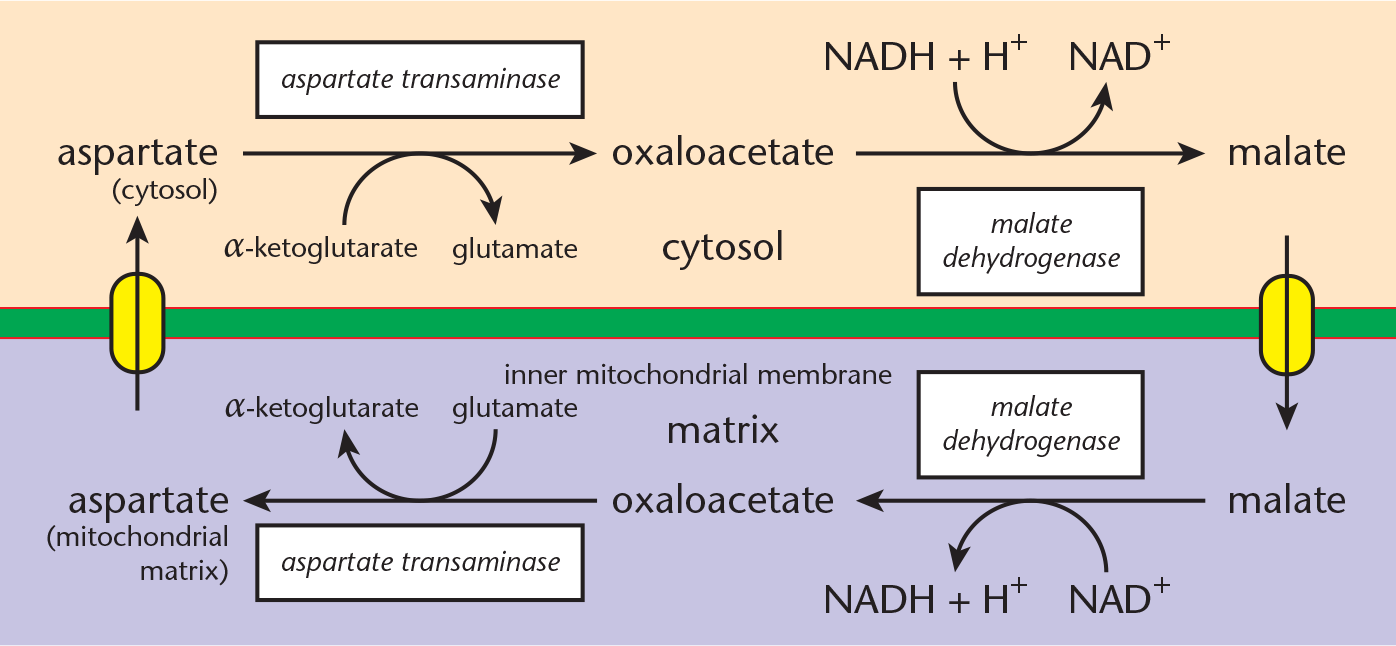 malate dehydrogenase converts OAA and NADH to malate and NAD+, malate enters mitochondrion and reverses reaction to form OAA, which combines with glutamate and aspartate transaminase to form aspartate and alpha-ketoglutarate; aspartate exits mitochondrion and reverses reaction to form OAA