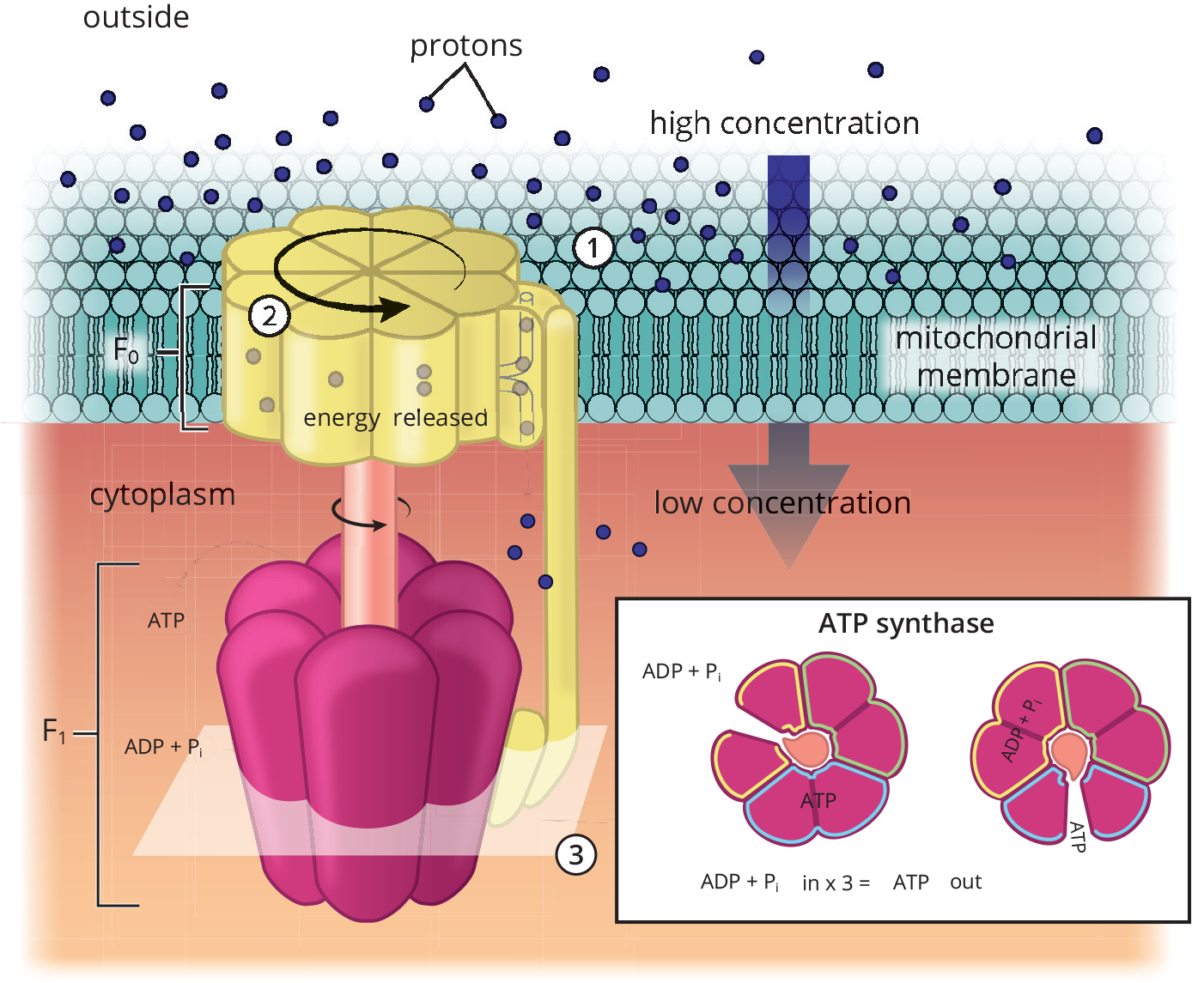 F1 portion holds ATP, gains ADP and inorganic phosphate; releases already formed ATP and uses water to create ATP from ADP and phosphate