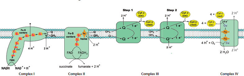 descriptions of complexes given in subsequent text