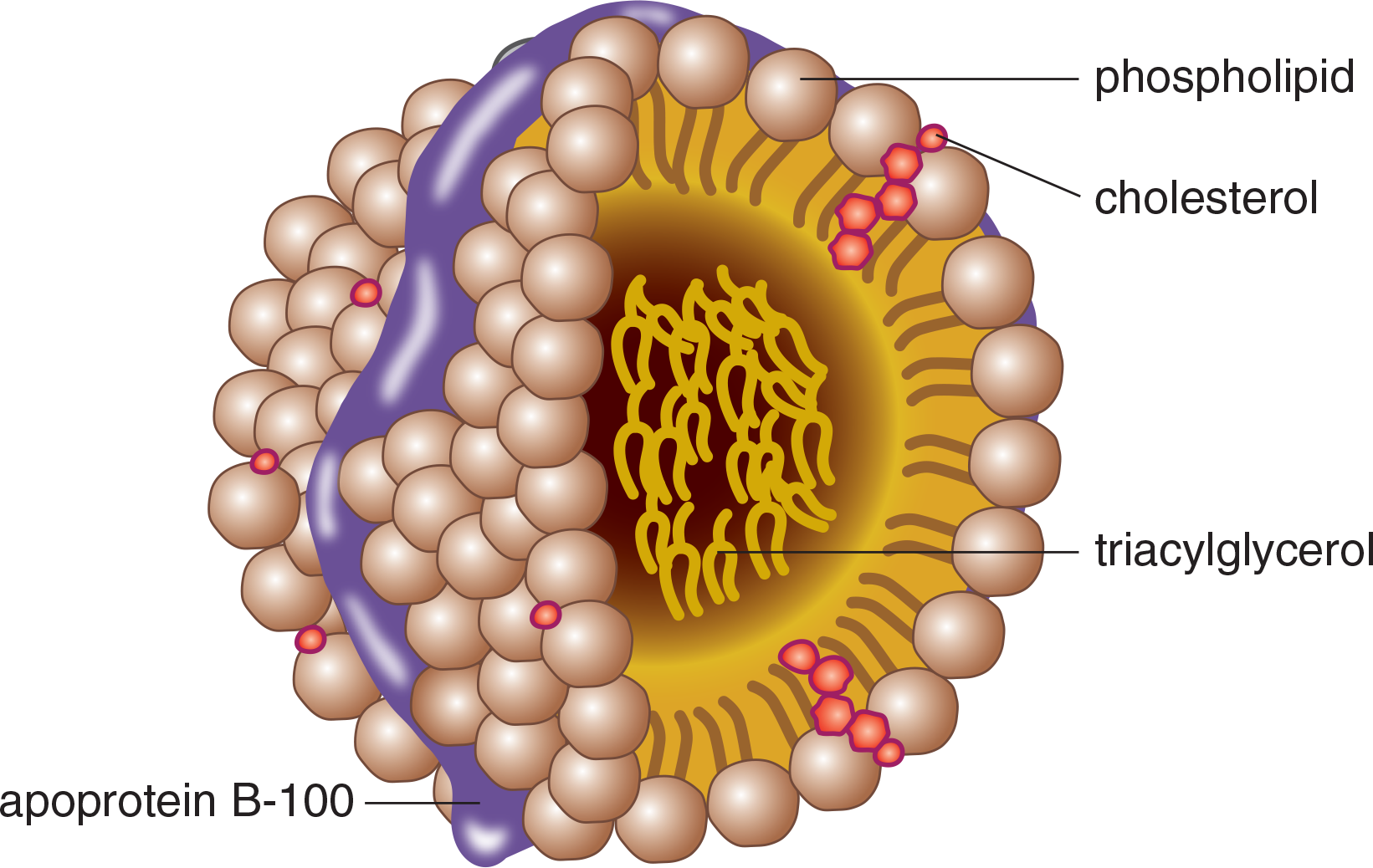 triacylglycerols in sphere of phospholipids and cholesterol, with apolipoprotein B-100 on the surface