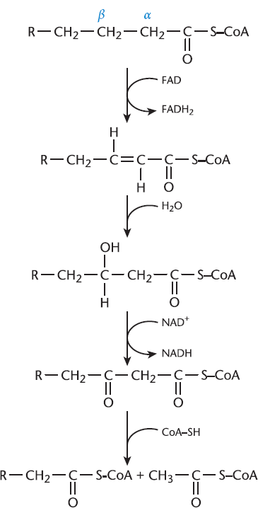 description given in subsequent text
