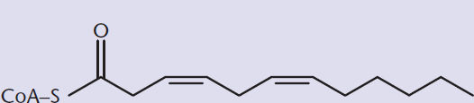 unsaturated fatty acid with two double bonds