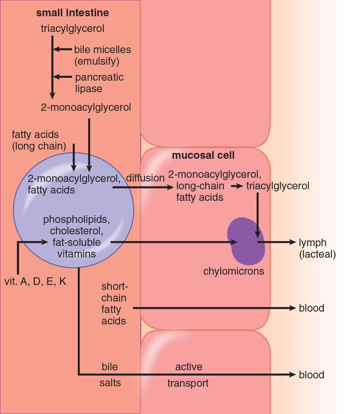 fatty acids, 2 monoacylglycerol, phospholipids, cholesterol, and fat-soluble vitamins in micelle, brought into mucosal cell and packaged as chylomicron, which is put into lymph. short-chain fatty acids and bile salts travel to blood