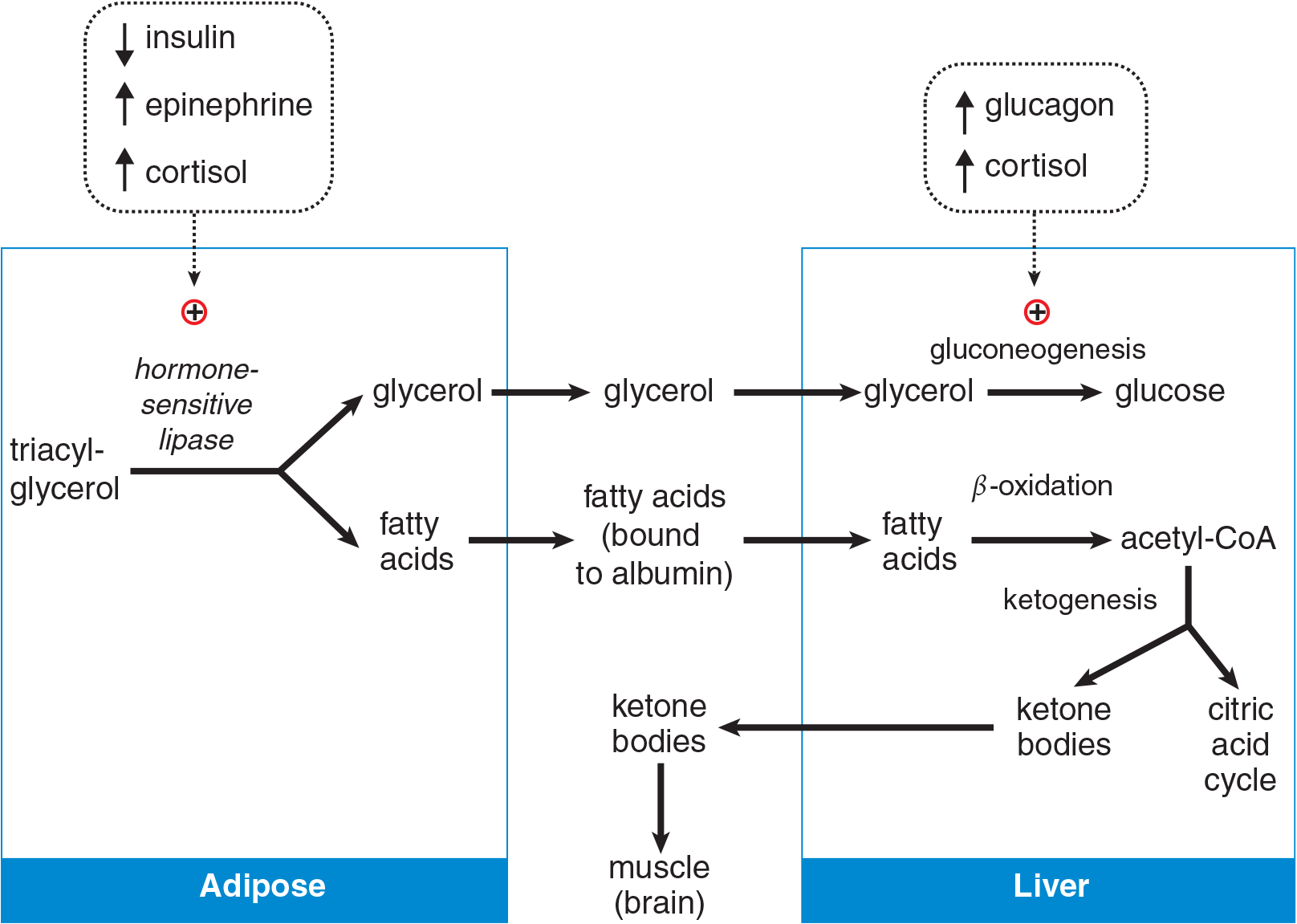 triacylglycerol broken down by hormone sensitive lipase in adipose (stimulated by epinephrine and cortisol, inhibited by insulin) to glycerol and fatty acids; travels to liver where glycerol enters gluconeogenesis and fatty acids are beta-oxidized to acetyl-CoA, which enters citric acid cycle or forms ketone bodies