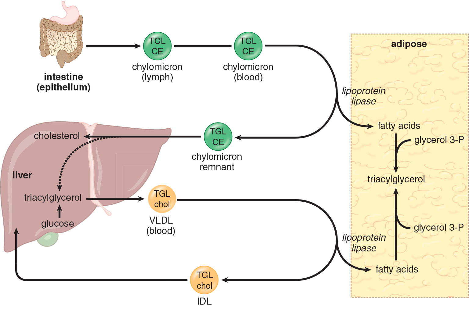 chylomicron from intestine acted on by LPL to give fatty acids to adipose, picked up by liver; VLDL released from liver also acted on by LPL to give fatty acids to adipose