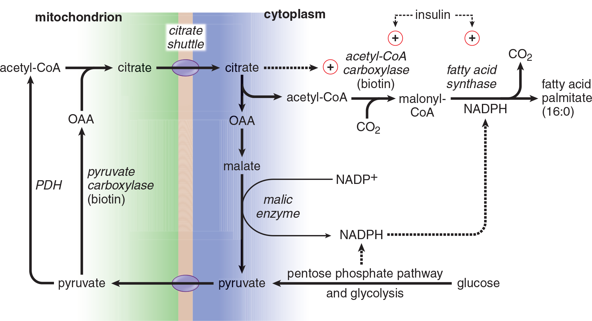 pathway of fatty acid synthesis; described in subsequent text