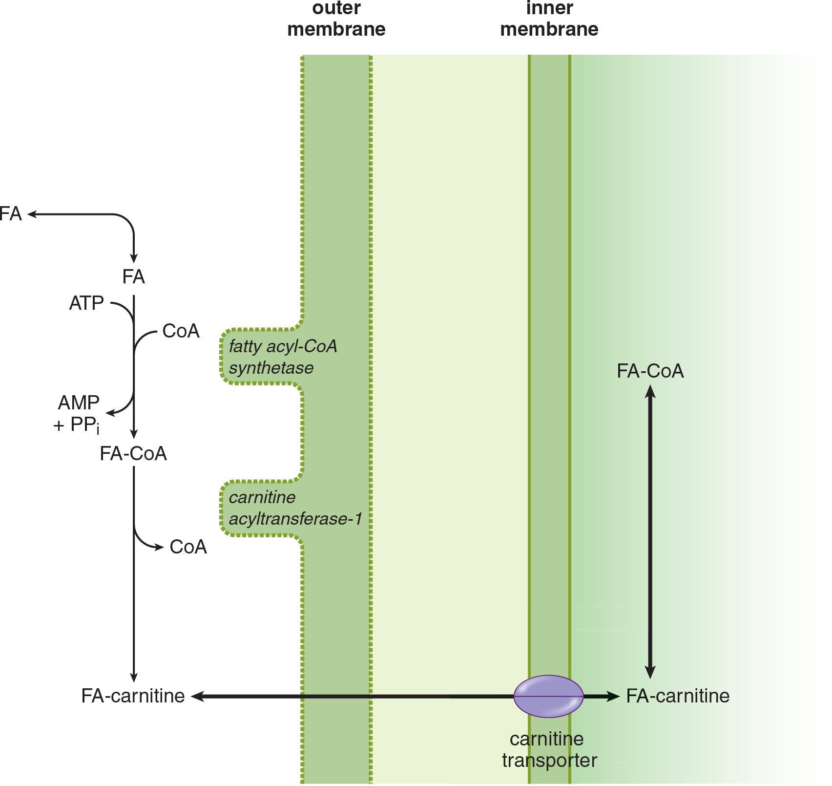 fatty acid coupled to CoA (with hydrolysis of ATP to AMP and pyrophosphate), then to carnitine, crosses inner mitochondrial membrane and recoupled to CoA