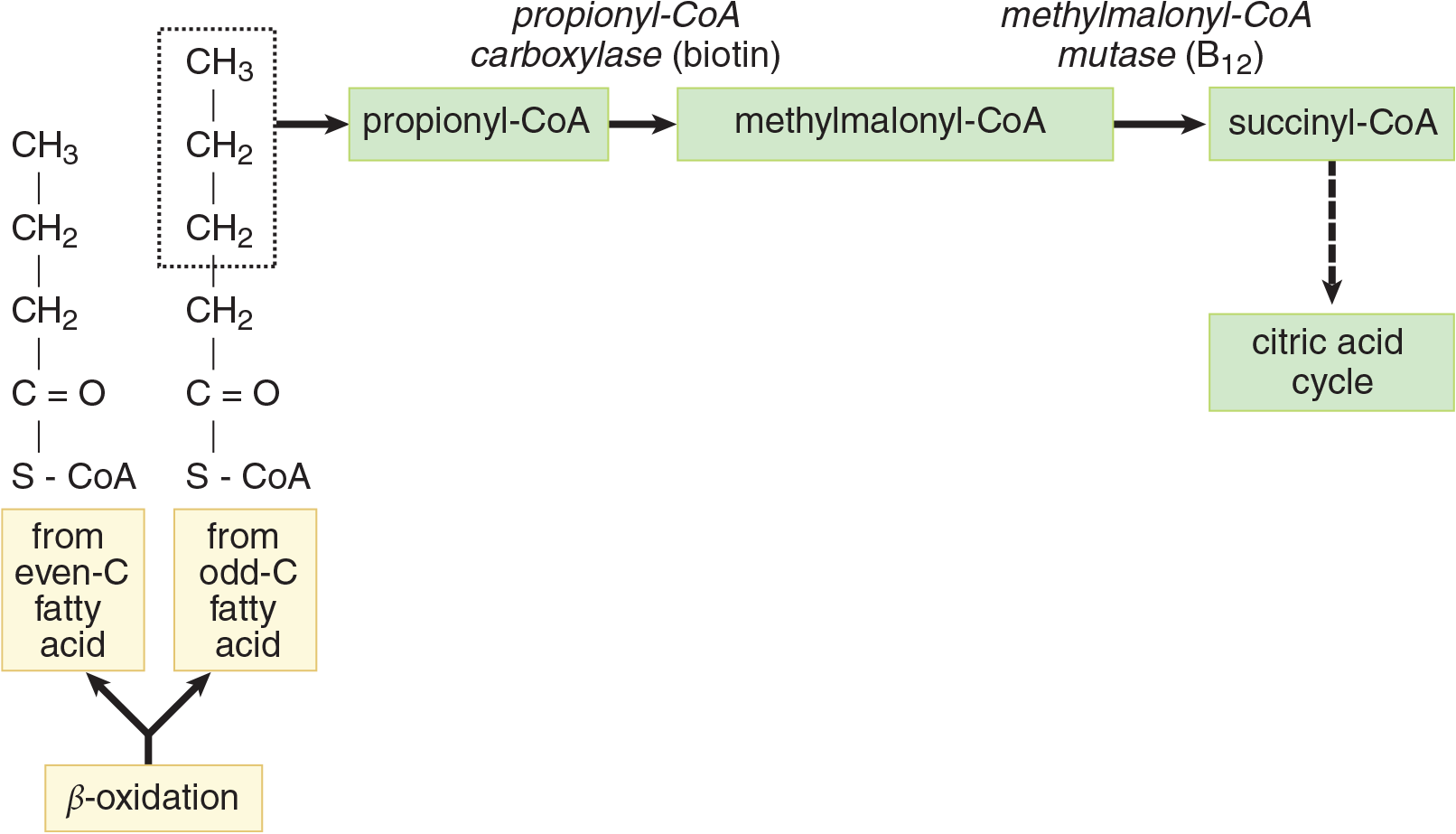  description of pathway given in preceding text