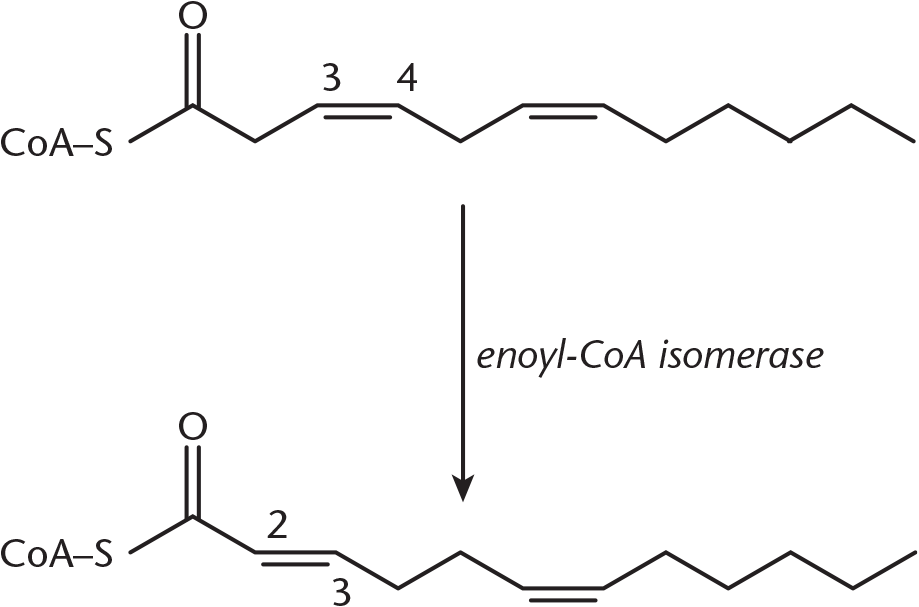 double bond changed from cis-3 to trans-2 by enoyl-CoA isomerase