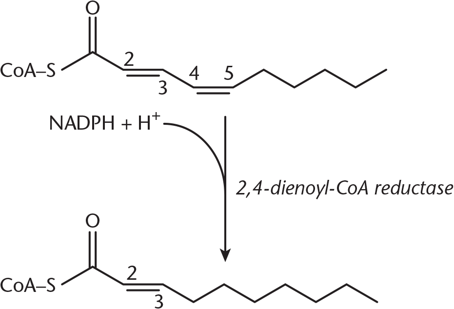 cis double bond at C4 removed with 2,4-dienoyl-CoA reductase