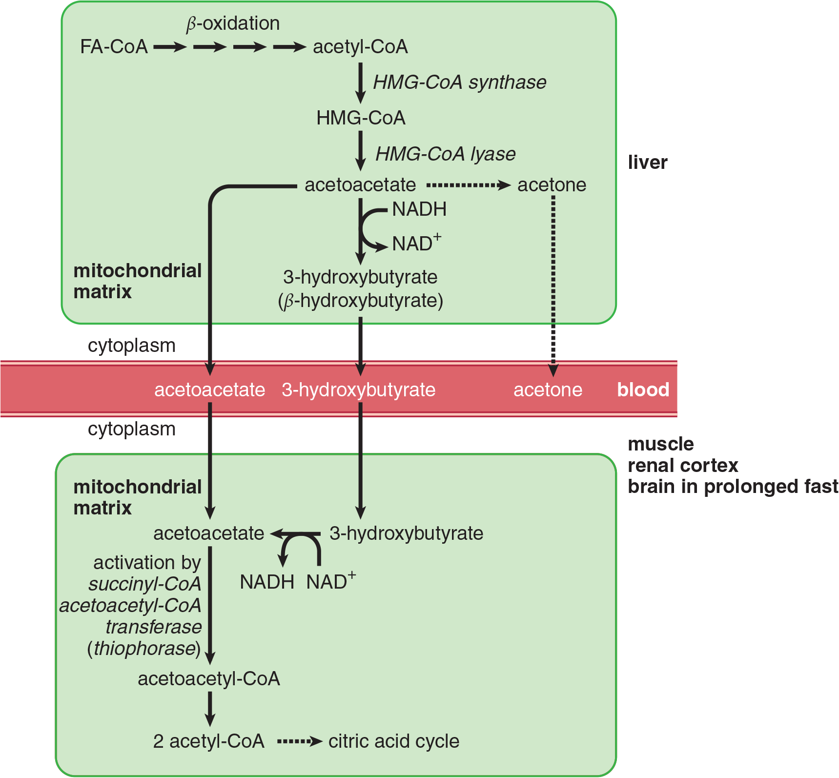 flowchart of ketone body formation and breakdown; described in subsequent text
