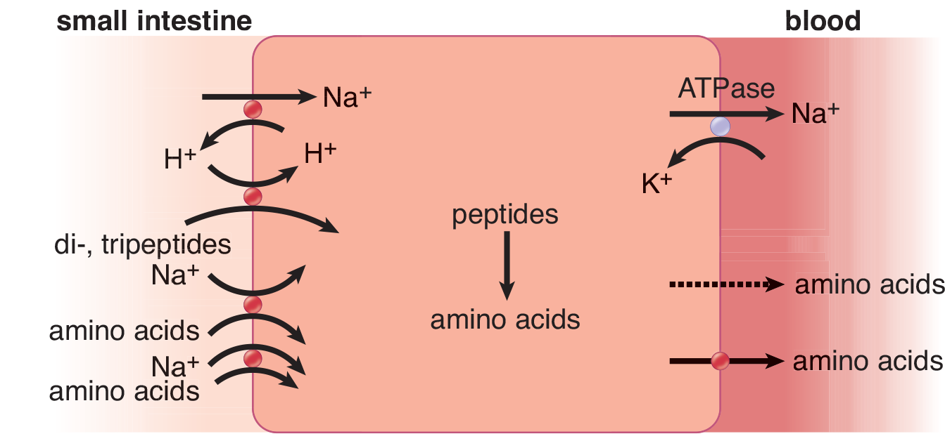 nutrients brought in by coupling to sodium and/or hydrogen ions; peptides broken down inside cell; amino acids brought into blood by facilitated diffusion