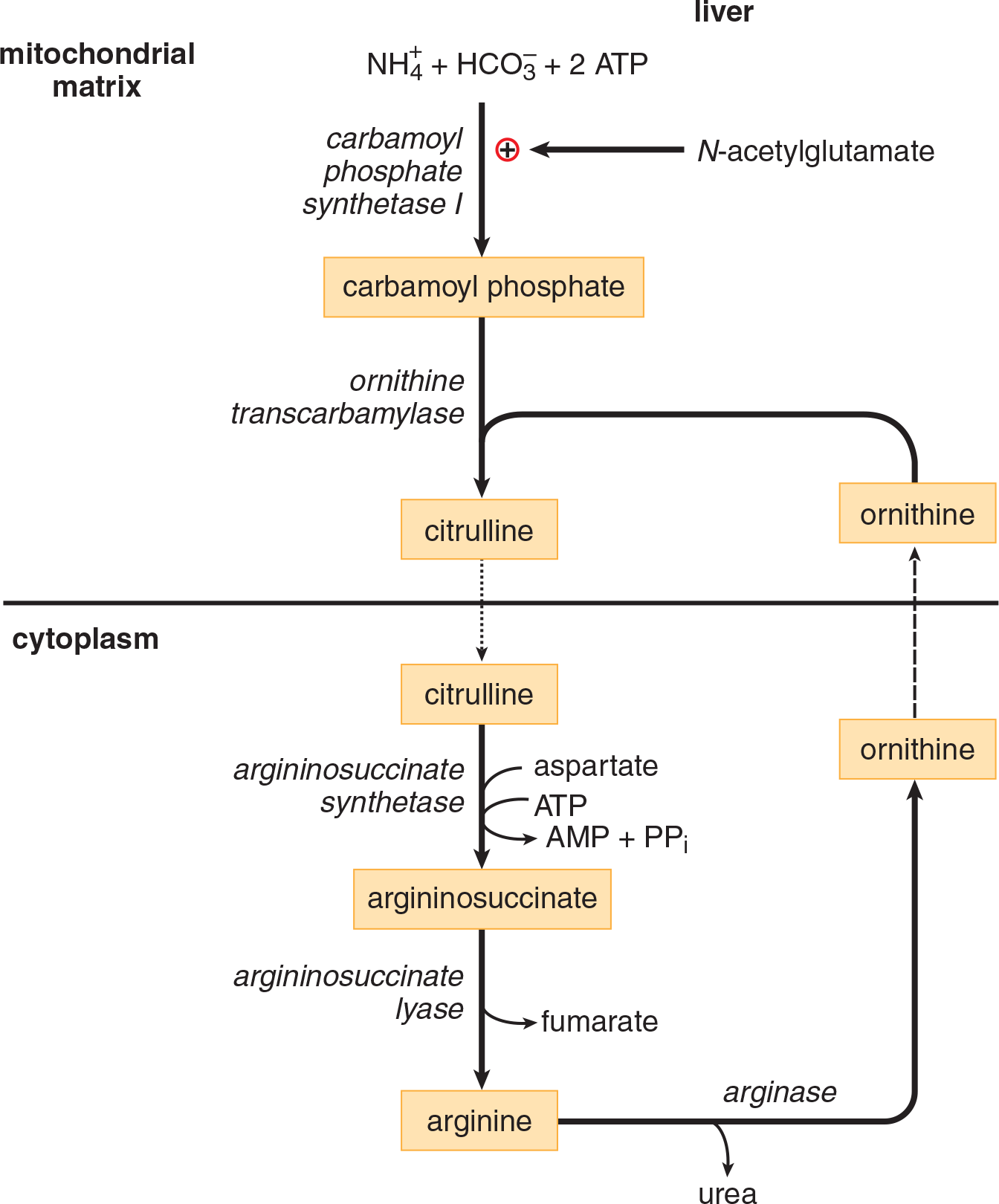 steps of urea cycle; intermediates include carbamoyl phosphate, citrulline, argininosuccinate, arginine, urea, ornithine