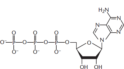 sugar with nitrogenous base and three phosphate groups