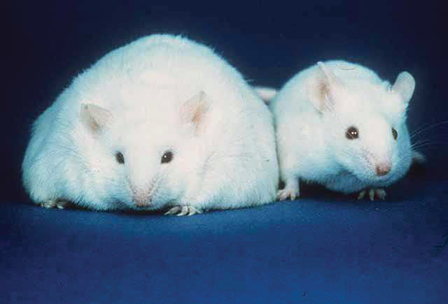 mouse on left is much fatter than mouse on right