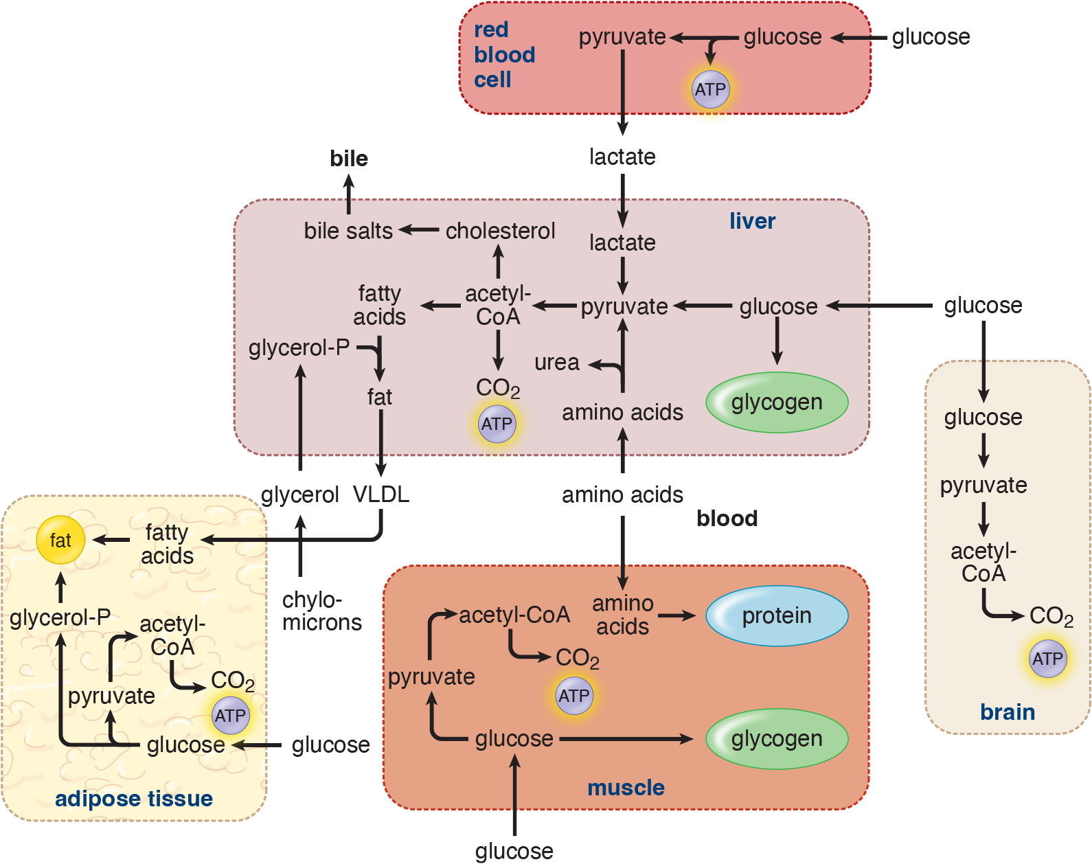 brain, liver, muscle, adipose, and RBCs metabolize glucose to CO2 and ATP; muscle and liver store glucose as glycogen; liver breaks down amino acids and muscle forms proteins from them; chylomicrons deliver glycerol to liver, which packages it as fat in VLDL for adipose