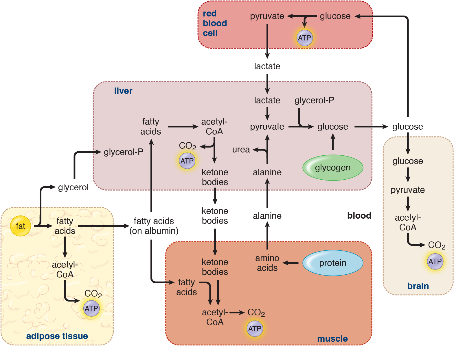 adipose sends glycerol and fatty acids to liver; muscle sends amino acids; RBCs send pyruvate; all are converted either into glucose (amino acids and lactate) or ketone bodies (fatty acids) and distributed to tissues
