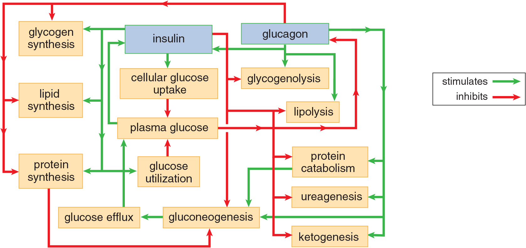effects of insulin and glucagon; summarized in bulleted lists in previous text