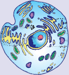 eukaryotic cell with organelles