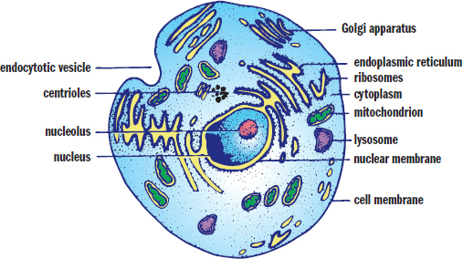 cell with organelles described in this chapter labeled