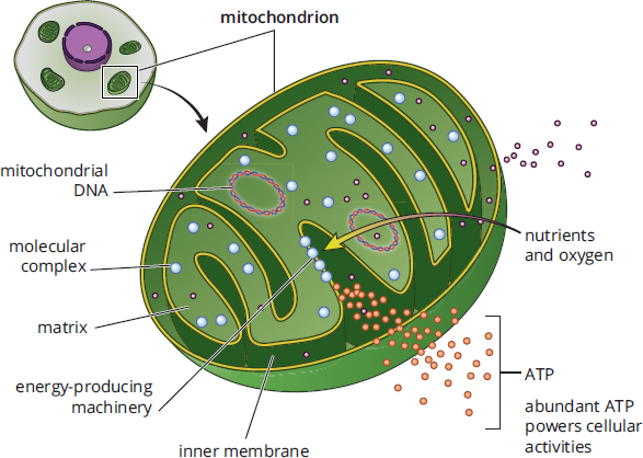 matrix containing mitochondrial DNA, inner membrane with molecular complexes, and ATP being produced