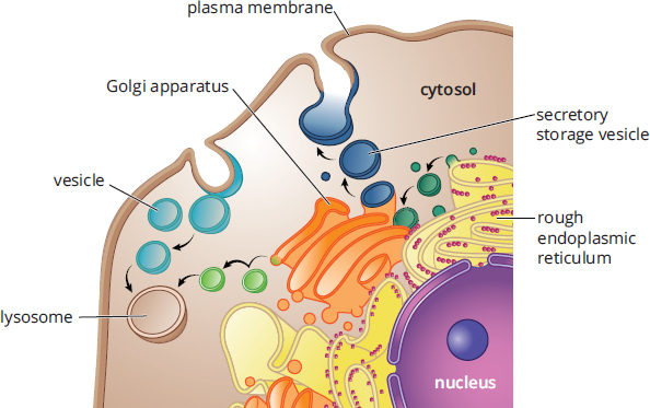vesicle from ER traveling to Golgi, vesicles from Golgi allowing secretion, storage, or travel to lysosomes