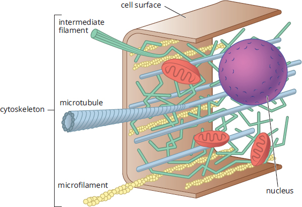 structure and distribution of microfilaments, microtubles, and intermediate filaments in the cell