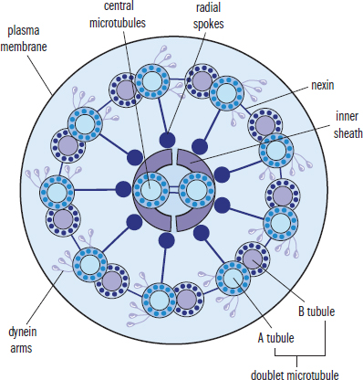 cross-section with doublet microtubules, central microtubules, dynein arms, plasma membrane, radial spokes, inner sheath, and nexin labeled