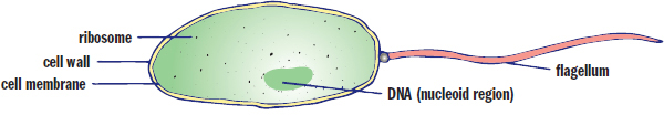 cell wall and cell membrane containing ribosomes, DNA in nucleoid region, and a flagellum