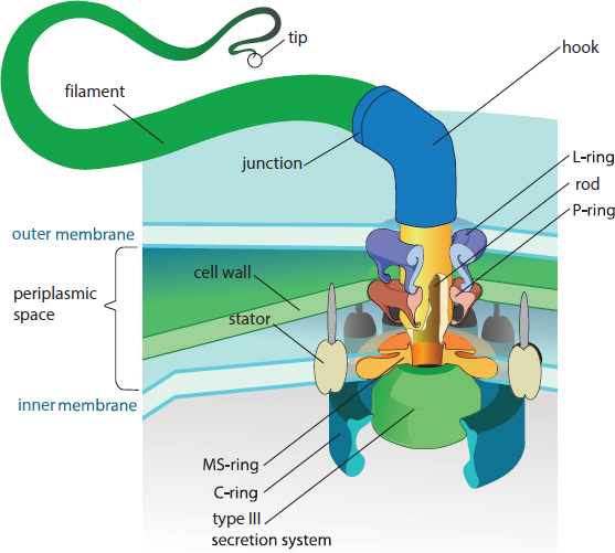 flagellum: filament, hook, basal body