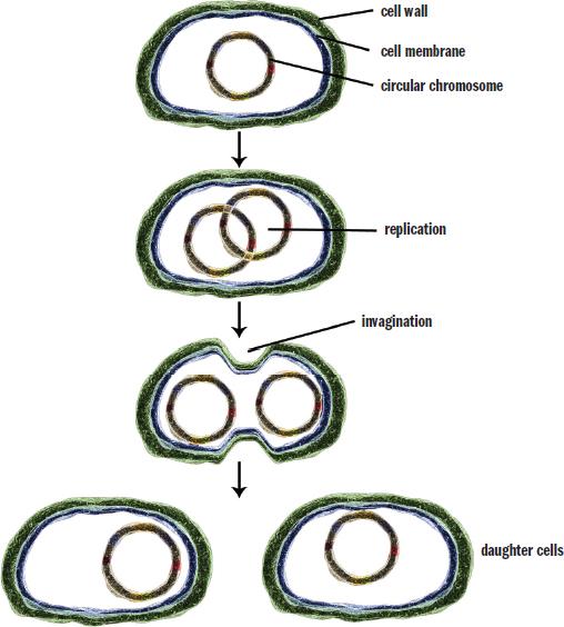 bacterium replicates circular chromosome, chromosomes separate, cell membrane invaginates forming daughter cells