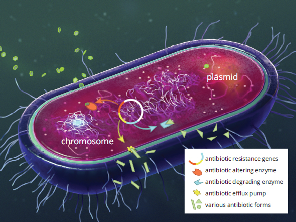 plasmid with genes for degradation or altering of antibiotic and antibiotic efflux pump
