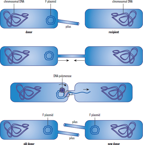 F+ cell attaches to F- cell via sex pilus, replicates F plasmid and passes to F- cell, making F- cell a new donor