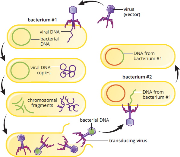 virus infects bacterium, replicates, lyses bacterium; one virion has bacterial DNA trapped in it and injects this DNA into another bacterium, which integrates the DNA into its genome