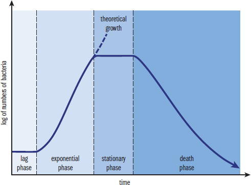 flat in lag phase, increase steeply in exponential phase, flat in stationary phase (with theoretical growth marked), slow decrease in death phase