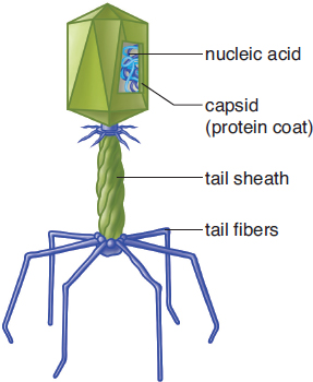 nucleic acid in capsid (protein coat), atop tail sheath and six tail fibers