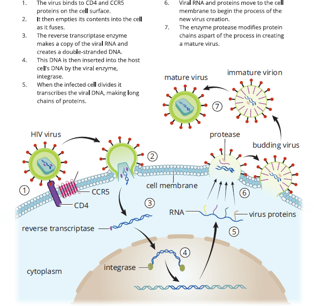 DNA fuses with cell membrane, empties contents into cell; RNA reverse transcribed to DNA, which integrates into genome; transcription and translation make viral proteins, which assemble and bud off as a new virion
