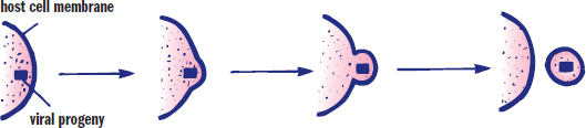 viral progeny pushes out on cell membrane, forming a vesicle
