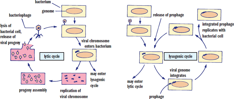 lytic cycle: phage replicates and assembles progeny, which lyse cell; lysogenic cycle: phage genome integrates and replicates with cell