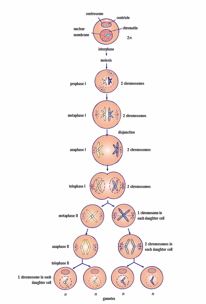 diagram of meiosis as described subsequently in the chapter
