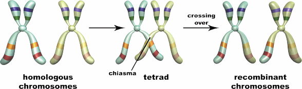 homologous chromosomes align, forming a tetrad; crossing over occurs at chiasma, forming recombinant chromosomes