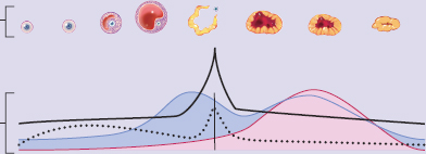 phases of the ovarian cycle