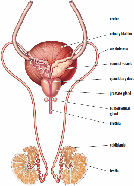 labeled: ureter, urinary bladder, vas deferens, seminal vesicle, ejaculatory duct, prostate gland, bulbourethral gland, urethra, epididymis, testis