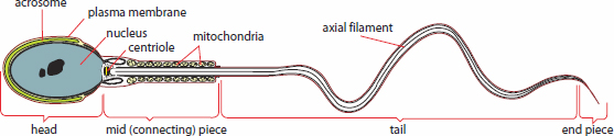labeled: head with acrosome and nucleus, midpiece with centriole and mitochondria, tail with axial filament, end piece