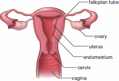 labeled: ovary, fallopian tube, uterus, endometrium, cervix, vagina