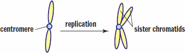  one chromatid replicating to form two sister chromatids, held together at centromere