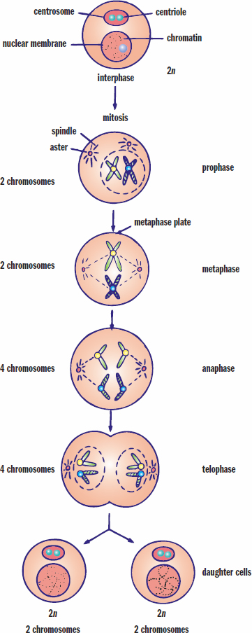 diagram of mitosis, as described subsequently in this chapter