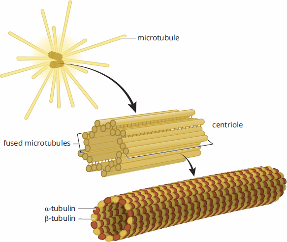 centrosome with centrioles, composed of triplet microtubules
