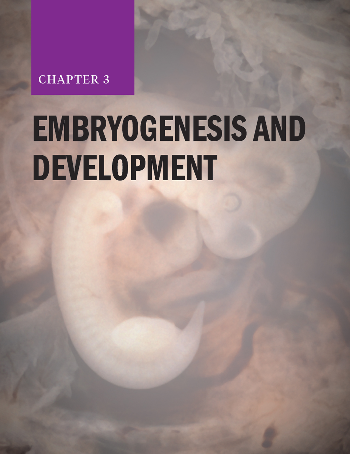Chapter 3: Embryogenesis and Development with a fetus in the background