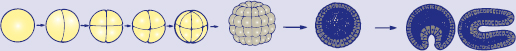 early stages of embryonic gastrulation